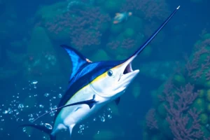 21 Interesting Facts About Marlin Bill Use