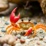 21 Interesting Facts About Fiddler Crab Claw Waving