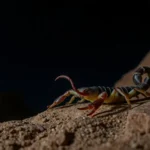 21 Interesting Facts About Scorpions