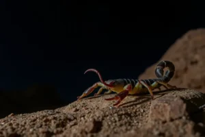 21 Interesting Facts About Scorpions