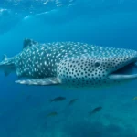 21 Interesting Facts About Whale Sharks
