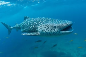 21 Interesting Facts About Whale Sharks