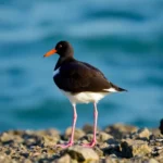 21 Interesting Facts About Oystercatchers (birds)