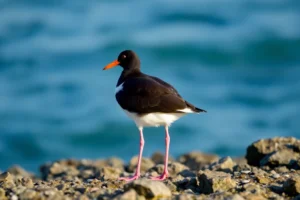 21 Interesting Facts About Oystercatchers (birds)