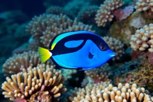 21 Interesting Facts About Blue Tang