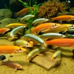 21 Interesting Facts About Loaches