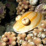 21 Interesting Facts About Cuttlefish (again)