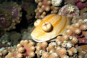21 Interesting Facts About Cuttlefish (again)