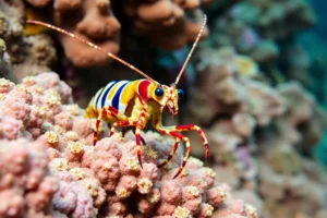 21 Interesting Facts About Mantis Shrimp