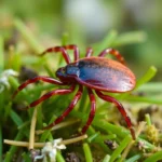 21 Interesting Facts About Ticks