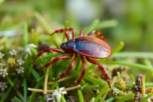 21 Interesting Facts About Ticks