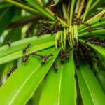 21 Interesting Facts About Weaver Ants