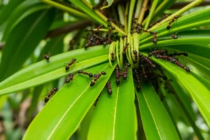 21 Interesting Facts About Weaver Ants