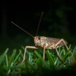 21 Interesting Facts About Crickets