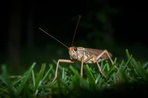 21 Interesting Facts About Crickets