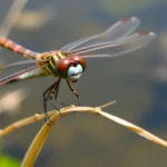 21 Interesting Facts About Dragonflies (again)