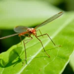 21 Interesting Facts About Crane Flies