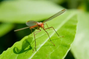 21 Interesting Facts About Crane Flies