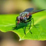21 Interesting Facts About Tsetse Flies