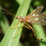 21 Interesting Facts About Scorpionflies