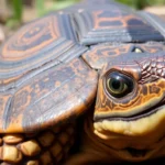 21 Interesting Facts About Turtle Shell Sensitivity