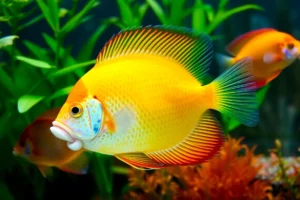 21 Interesting Facts About Discus Fish Milk Feeding