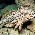 21 Interesting Facts About Stonefish Camouflage and Venom