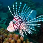 21 Interesting Facts About Lionfish Venom (invasive)