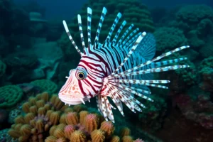 21 Interesting Facts About Lionfish Venom (invasive)