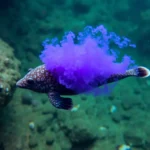 21 Interesting Facts About Sea Hare Ink Defense