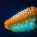 21 Interesting Facts About Pyrosome Bioluminescent Colonies