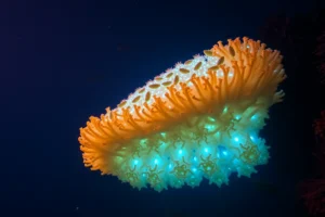 21 Interesting Facts About Pyrosome Bioluminescent Colonies
