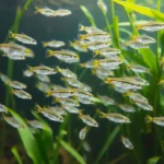 21 Interesting Facts About X-ray Tetras (Fish)