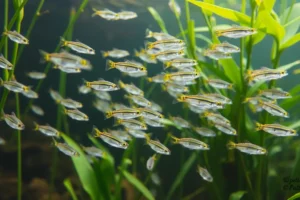 21 Interesting Facts About X-ray Tetras (Fish)