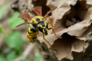 21 Interesting Facts About Yellowjackets (wasps)