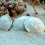 21 Interesting Facts About Sand Dollars