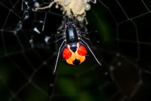 21 Interesting Facts About Black Widow Spiders