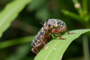 21 Interesting Facts About Weevils