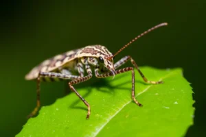 21 Interesting Facts About Assassin Bugs