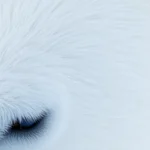 21 Interesting Facts About Polar Bear Fur