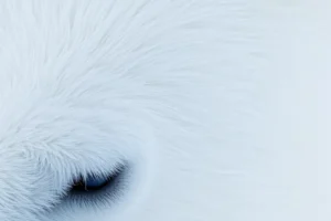 21 Interesting Facts About Polar Bear Fur