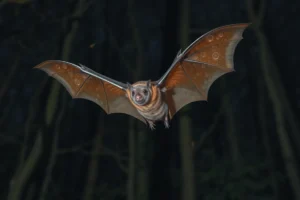 21 Interesting Facts About Bat Echolocation