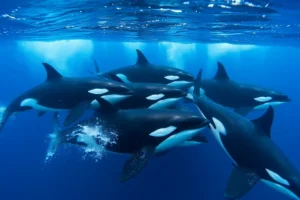 21 Interesting Facts About Orca Pods