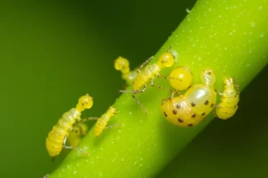 21 Interesting Facts About Asexual Reproduction in Aphids