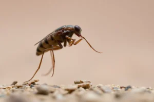 21 Interesting Facts About Highest Jumping Animals: Fleas