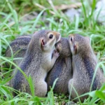 21 Interesting Facts About Degus and Diabetes
