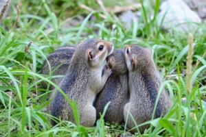 21 Interesting Facts About Degus and Diabetes