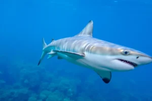 21 Interesting Facts About Shark Liver Oil Buoyancy