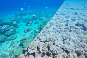 21 Interesting Facts About Coral Bleaching and Symbionts
