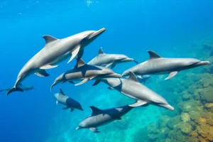 21 Interesting Facts About Dolphins